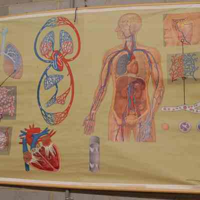 Chart- Heart and vascular system