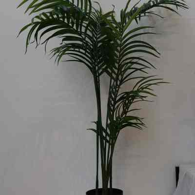 Plants- Large
