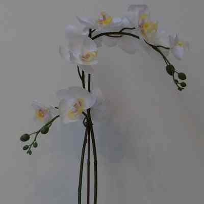 Plant- Orchid
