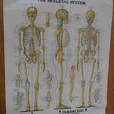 Chart-Skeleton