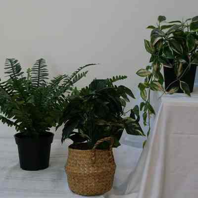 Plants- Small
