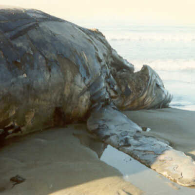 Dead Whale
