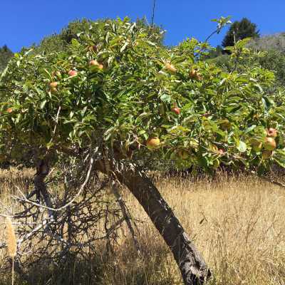 An old Apple Tree in Stinson Ranch