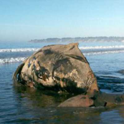 Dead Whale