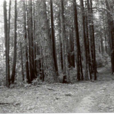 Footpath Through Trees