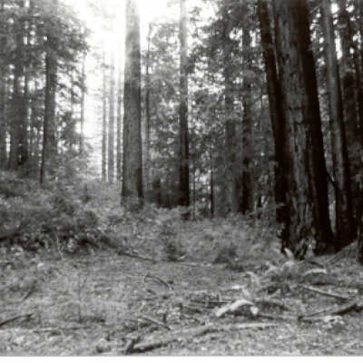 Effects of windfall or cutting