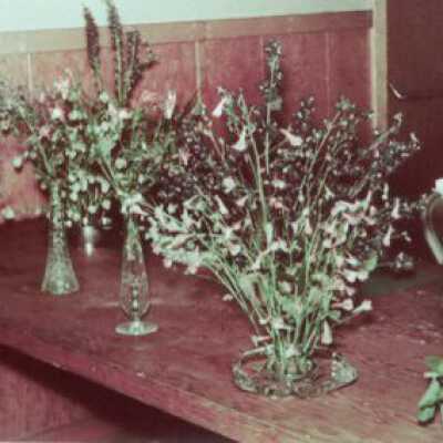 Wildflower Show Display 1958