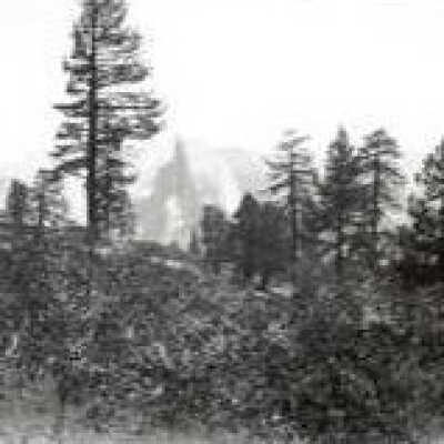 Pine Trees