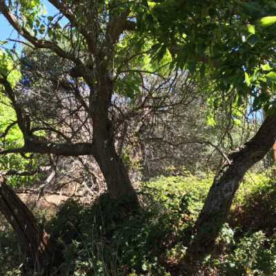 Osage Orange Tree