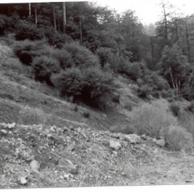 Hillside with trees and brush