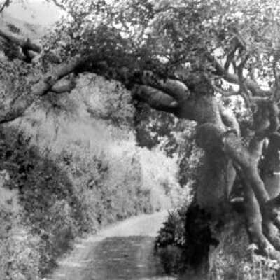 Gnarled Oak