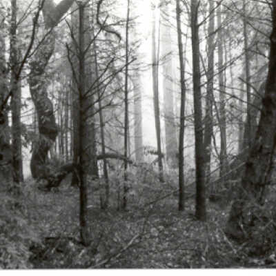 Trees & Mist