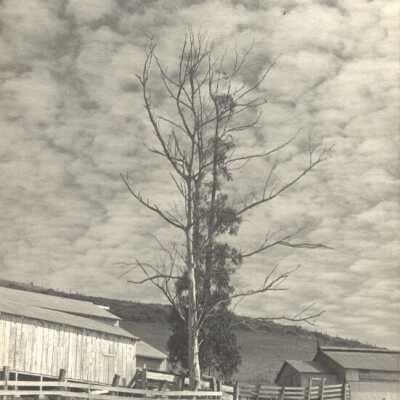White Gate Ranch 11/7/58