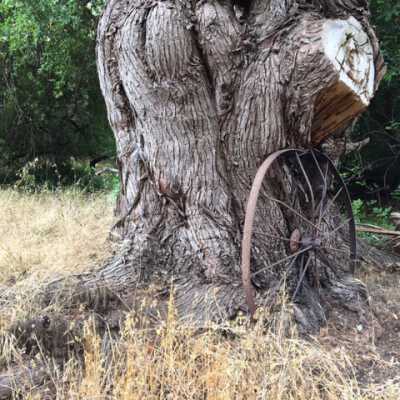 Hay Lake Wheel in a Tree Trunk, Stinson Ranch