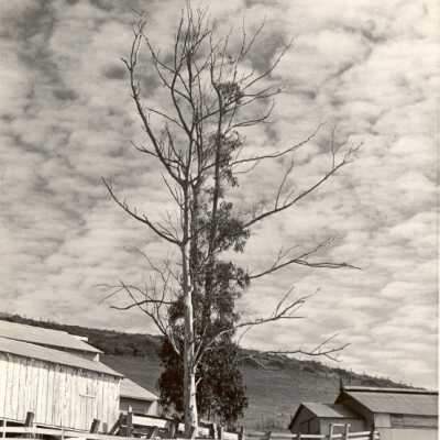 White Gate Ranch