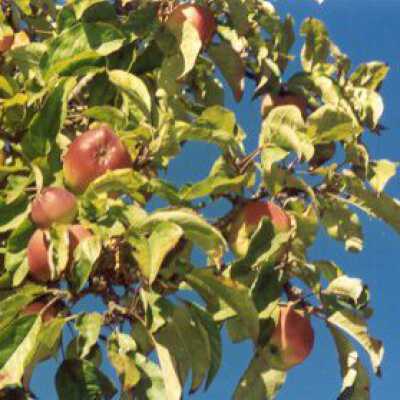 Apple Tree