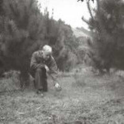 Christmas Tree Ranch