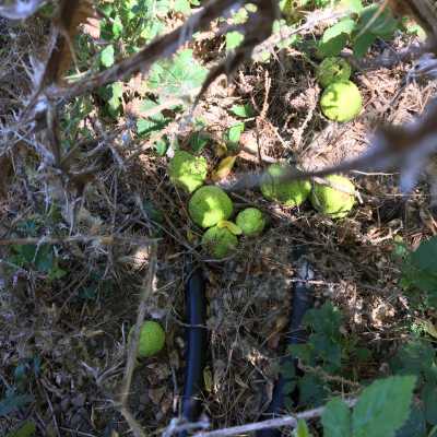 Osage Orange fruits on the Ground