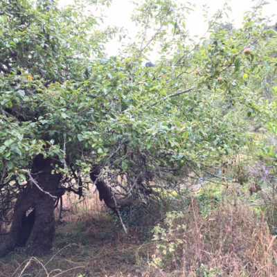 A Old Apple Tree at Stinson Ranch