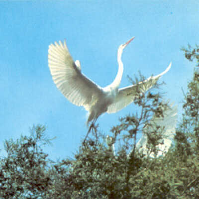 Great White Egret