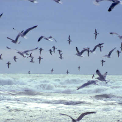 Birds above the Ocean