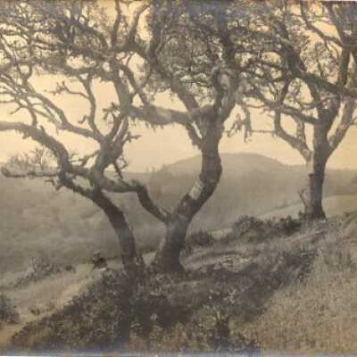 On Dipsea Trail