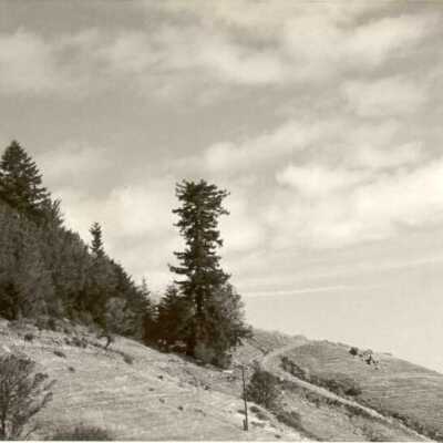 Dipsea Trail