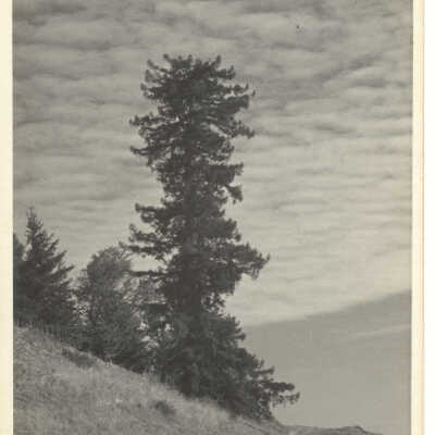 Lone Pine