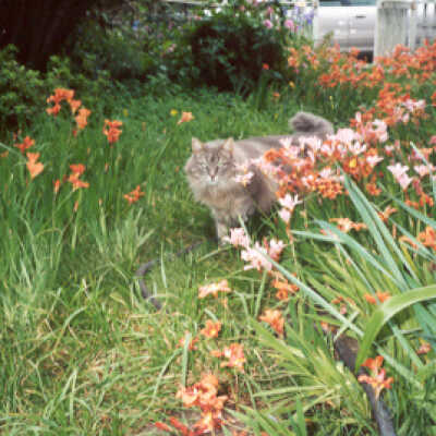 Kitty in the Garden