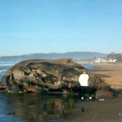 Dead Whale