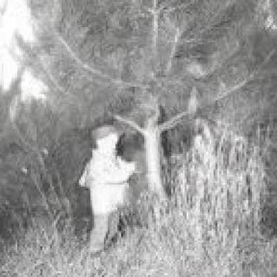 Christmas Tree Ranch