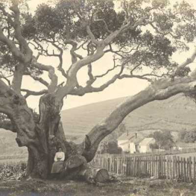 Oak Tree on Stinson Ranch