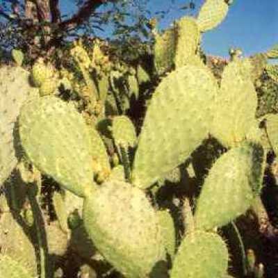 Cactus