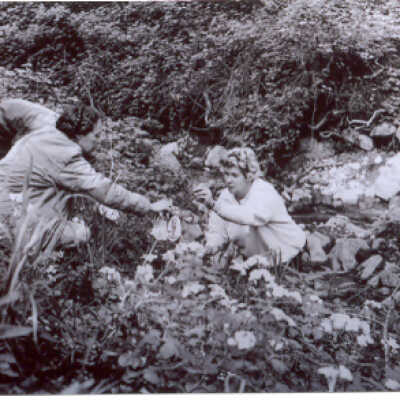 Wildflower Collecting in the Wood