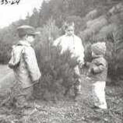 Bolinas Bay Christmas Tree Ranch