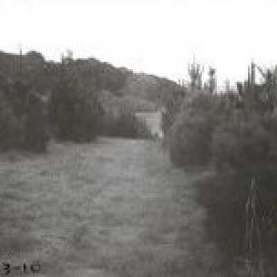 Christmas Tree Ranch