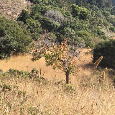 An Unknown Fruit Tree