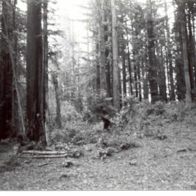 Forest Floor