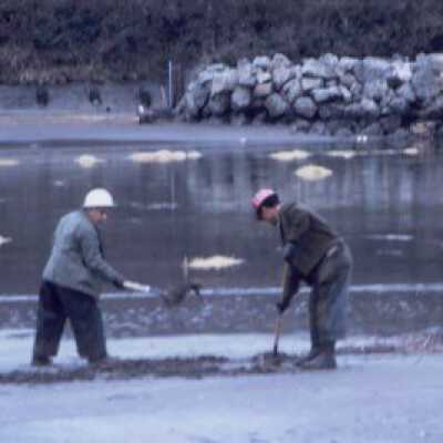 Oil Spill, Jan 1971