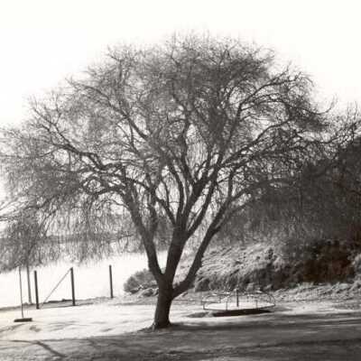 Beautiful Elm Tree at School