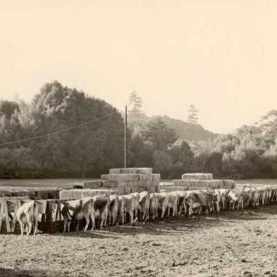 Cows Feediing