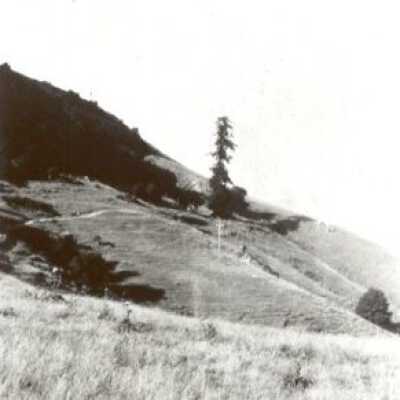 The Lone Tree