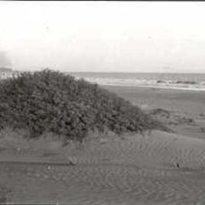 Beach grass