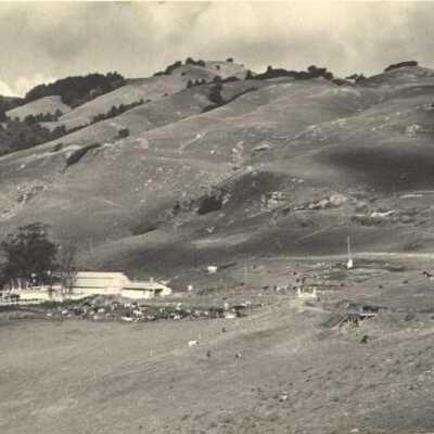 White Gate Ranch and cattle