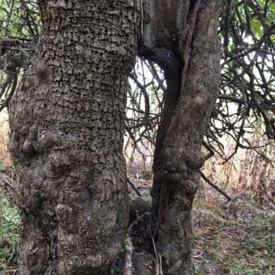 The Trunk of the Old Apple Tree