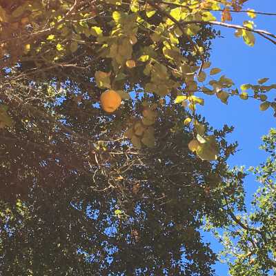 Quince Tree and Fruit