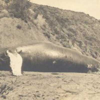 Beached Whale