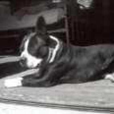 Black and white dog