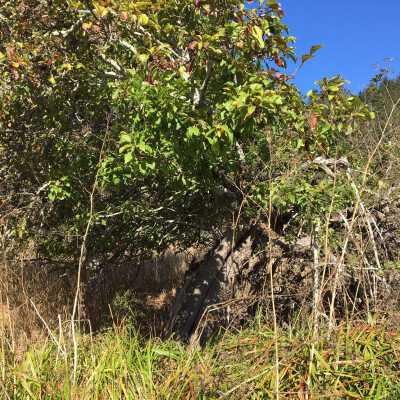 Old Apple Tree #4