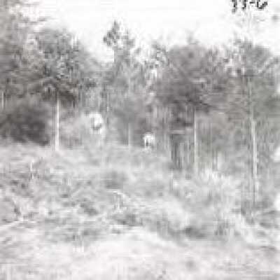 Christmas Tree Farm